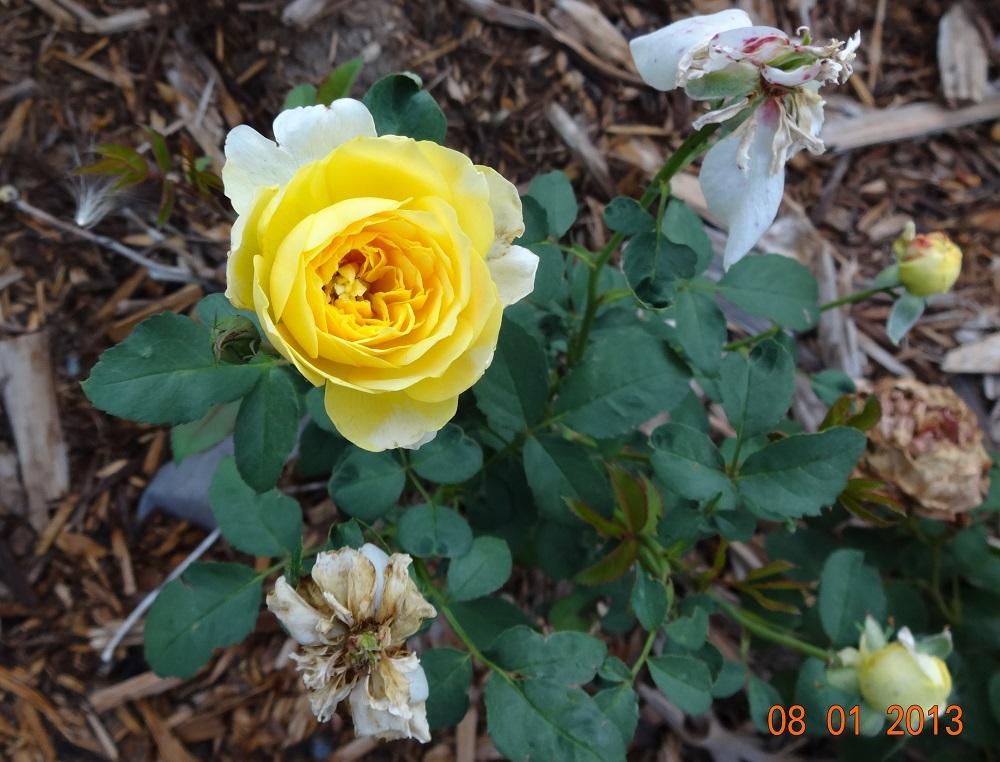 Photo of Rose (Rosa 'Molineux') uploaded by Skiekitty