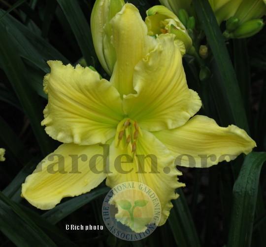 Photo of Daylily (Hemerocallis 'Planet Claire') uploaded by Char
