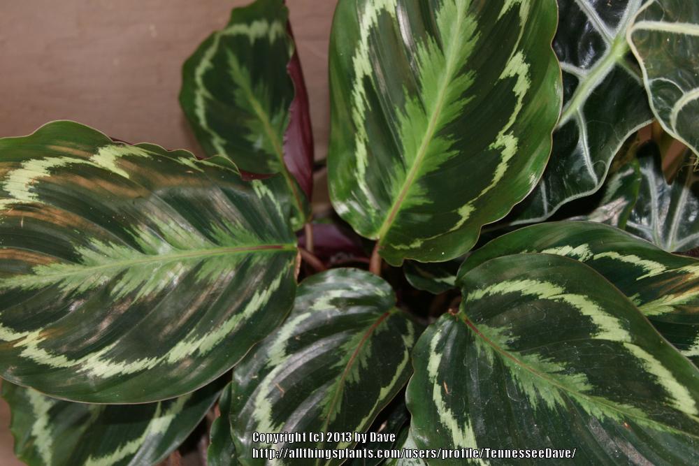 Photo of Rose Painted Calathea (Goeppertia roseopicta) uploaded by TennesseeDave