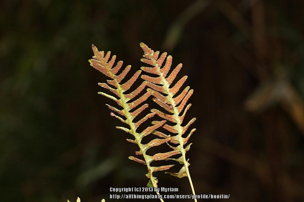 Photo of Common Polypody (Polypodium vulgare) uploaded by bonitin