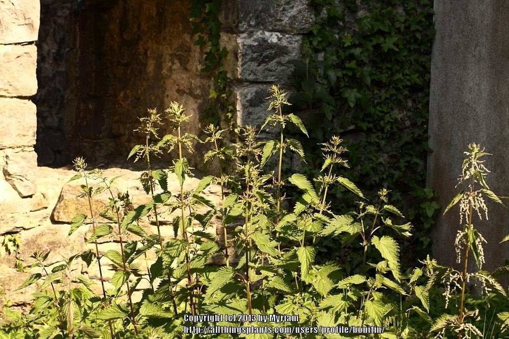 Photo of Stinging Nettle (Urtica dioica) uploaded by bonitin