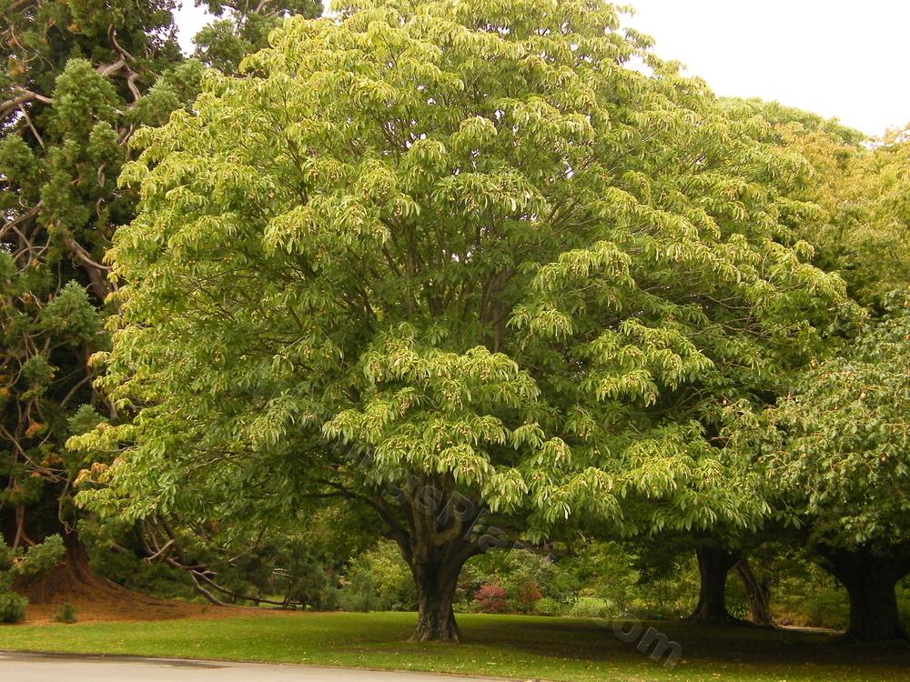 Photo of Indian Horse Chestnut (Aesculus indica) uploaded by bootandall