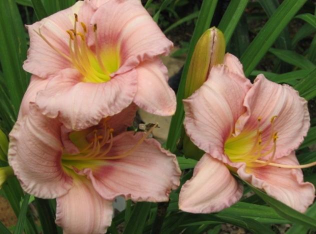 Photo of Daylily (Hemerocallis 'Your Choice') uploaded by tgarden711