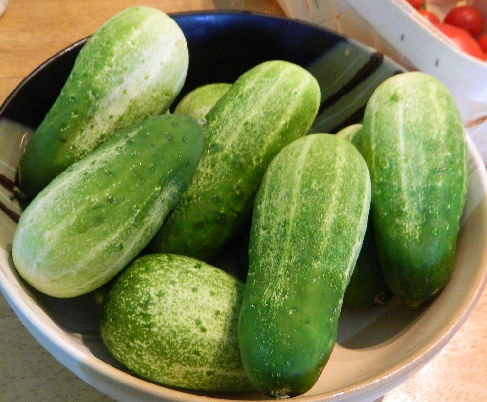 Photo of Cucumber (Cucumis sativus 'Sumter') uploaded by wildflowers