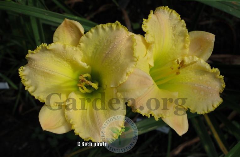 Photo of Daylily (Hemerocallis 'Fragrant Bouquet') uploaded by Char