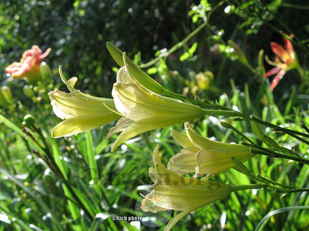 Photo of Daylily (Hemerocallis 'Inca Trumpeter') uploaded by Char