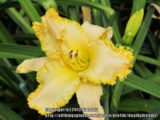 Photo of Daylily (Hemerocallis 'Dripping with Gold') uploaded by daylilydreams