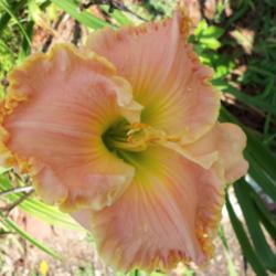 Location: My garden in Southeast Virginia
Date: 2013-08-02
BLOOM