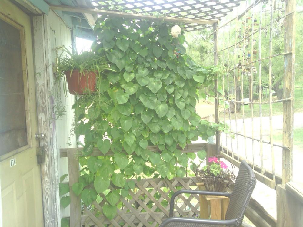 Photo of Japanese Morning Glory (Ipomoea nil 'Scarlett O'Hara') uploaded by visitor