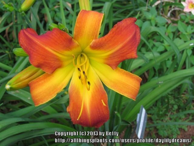 Photo of Daylily (Hemerocallis 'Sunny Intervals') uploaded by daylilydreams