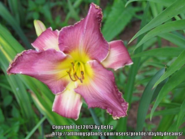 Photo of Daylily (Hemerocallis 'King's Cotillion') uploaded by daylilydreams