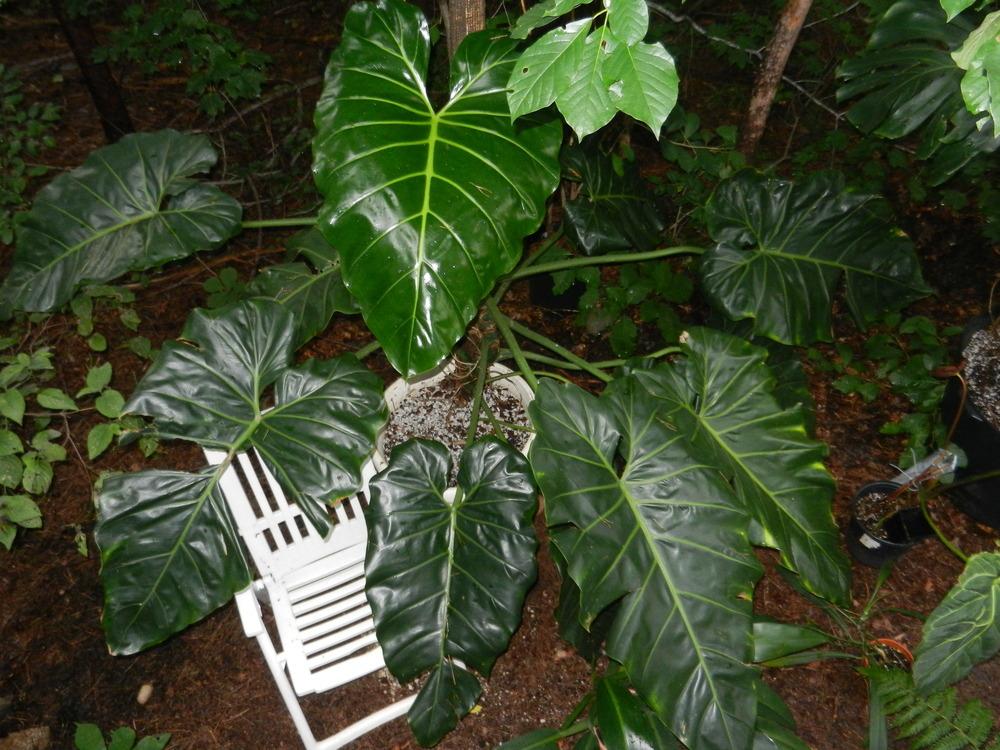 Photo of Philodendron maximum uploaded by homer1958