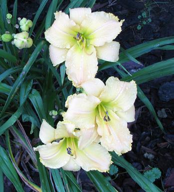 Photo of Daylily (Hemerocallis 'Second Coming') uploaded by mlt