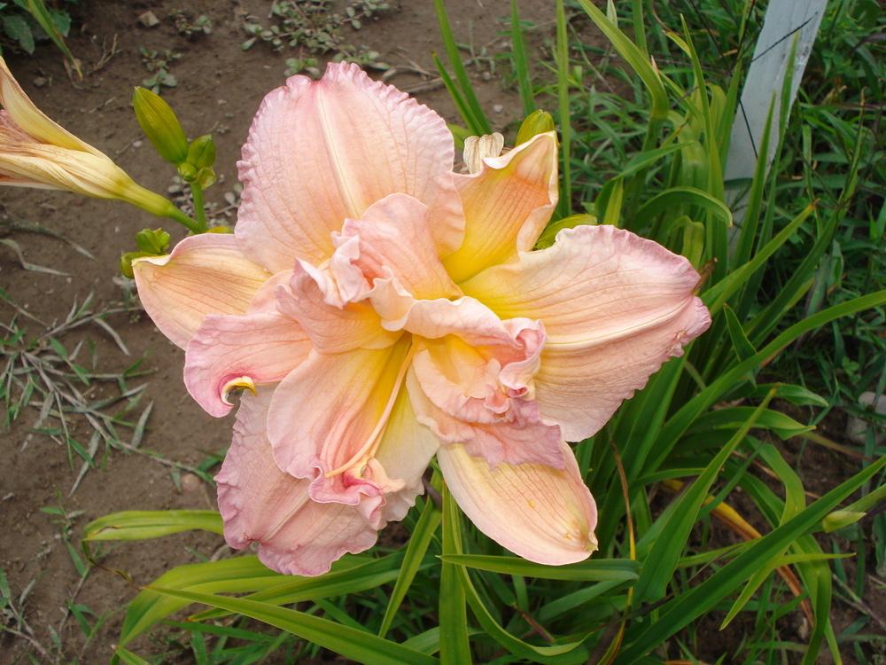 Photo of Daylily (Hemerocallis 'Pink Peppermint') uploaded by petalsnsepals