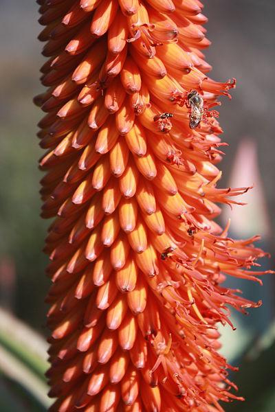 Photo of Bitter Aloe (Aloe ferox) uploaded by robertduval14