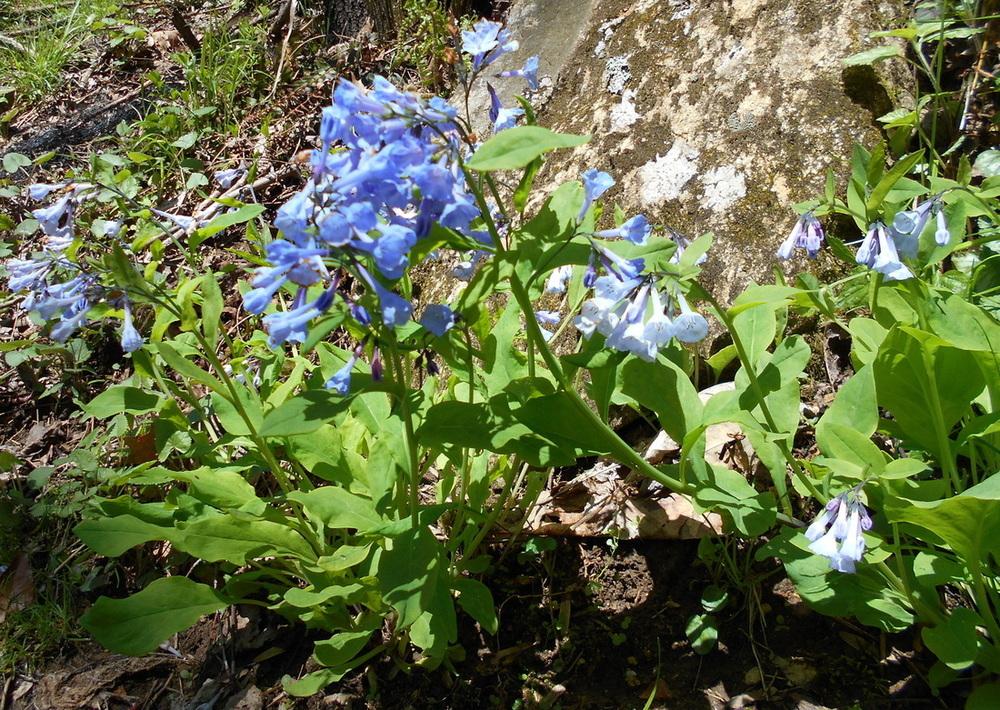 Photo of Virginia Bluebells (Mertensia virginica) uploaded by vic