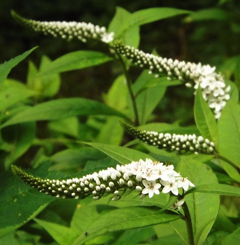 Photo of Gooseneck Loosestrife (Lysimachia clethroides) uploaded by vic