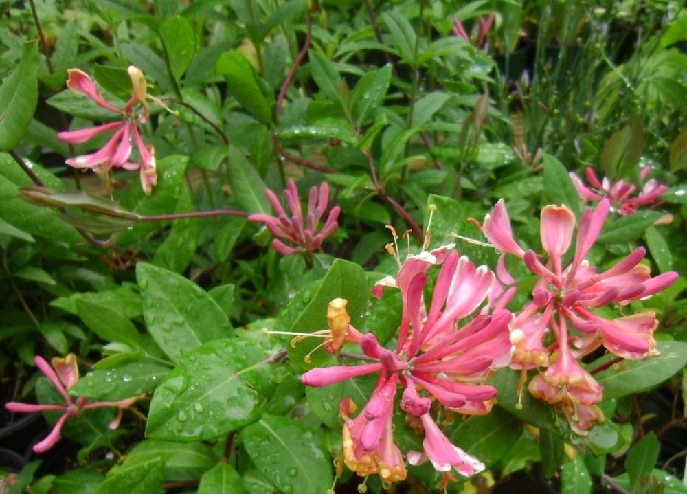 Photo of Gold Flame Honeysuckle (Lonicera x heckrottii 'Gold Flame') uploaded by vic