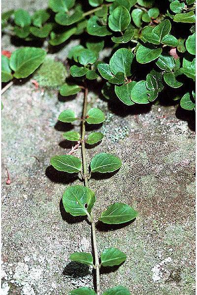 Photo of Partridgeberry (Mitchella repens) uploaded by vic