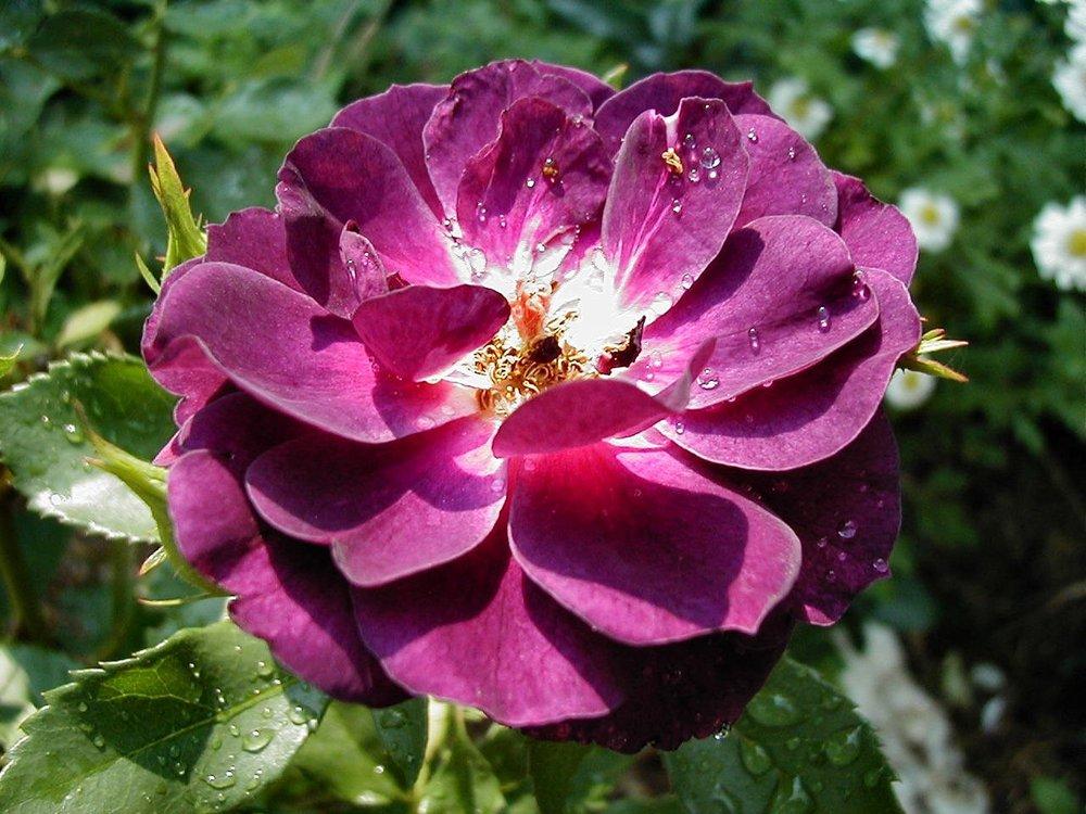 Photo of Rose (Rosa 'Midnight Blue') uploaded by RoseBlush1