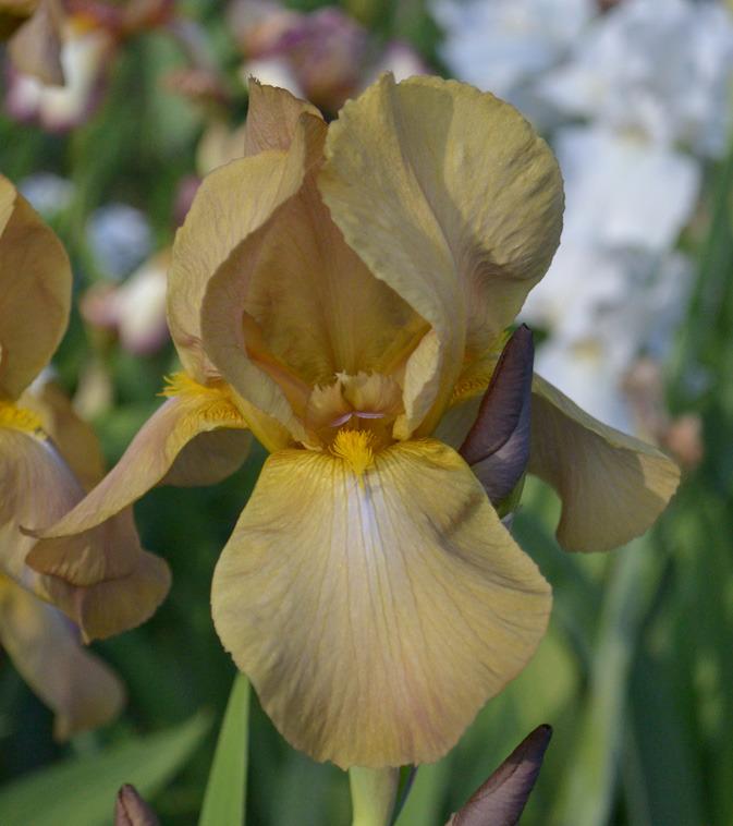 Photo of Tall Bearded Iris (Iris 'Jean Cayeux') uploaded by brettbarney73