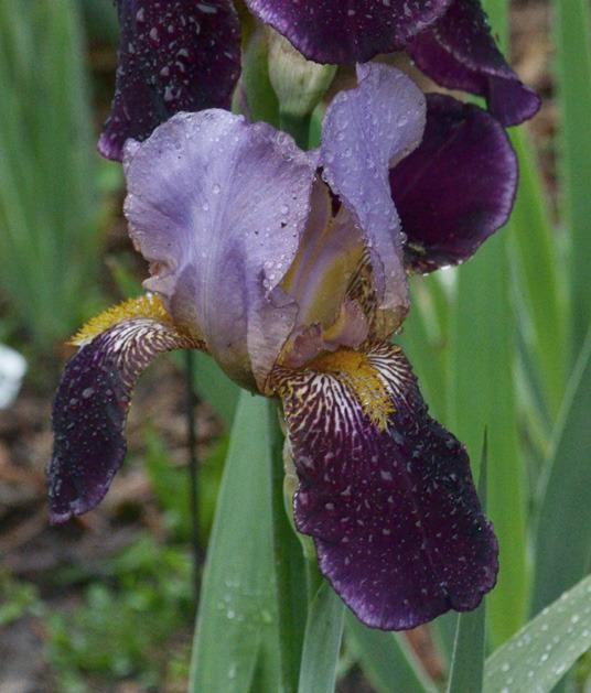 Photo of Tall Bearded Iris (Iris 'Ambassadeur') uploaded by brettbarney73