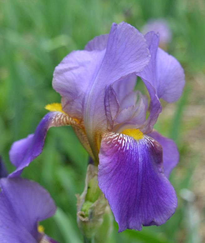 Photo of Tall Bearded Iris (Iris 'Lent A. Williamson') uploaded by brettbarney73