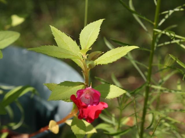 Photo of Touch-Me-Not (Impatiens balsamina) uploaded by gingin