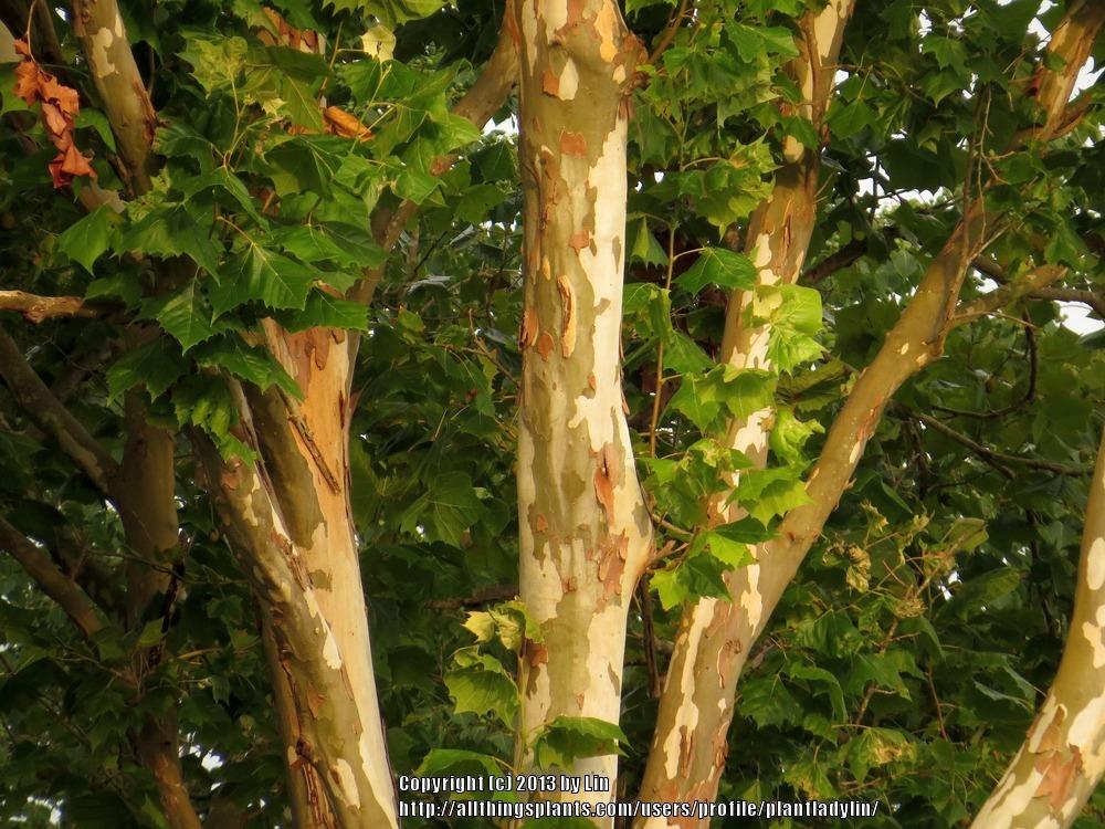 Photo of American Sycamore (Platanus occidentalis) uploaded by plantladylin
