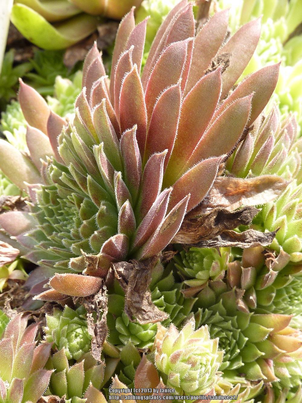 Photo of Hen and Chicks (Sempervivum 'Pacific Red Tide') uploaded by sandnsea2