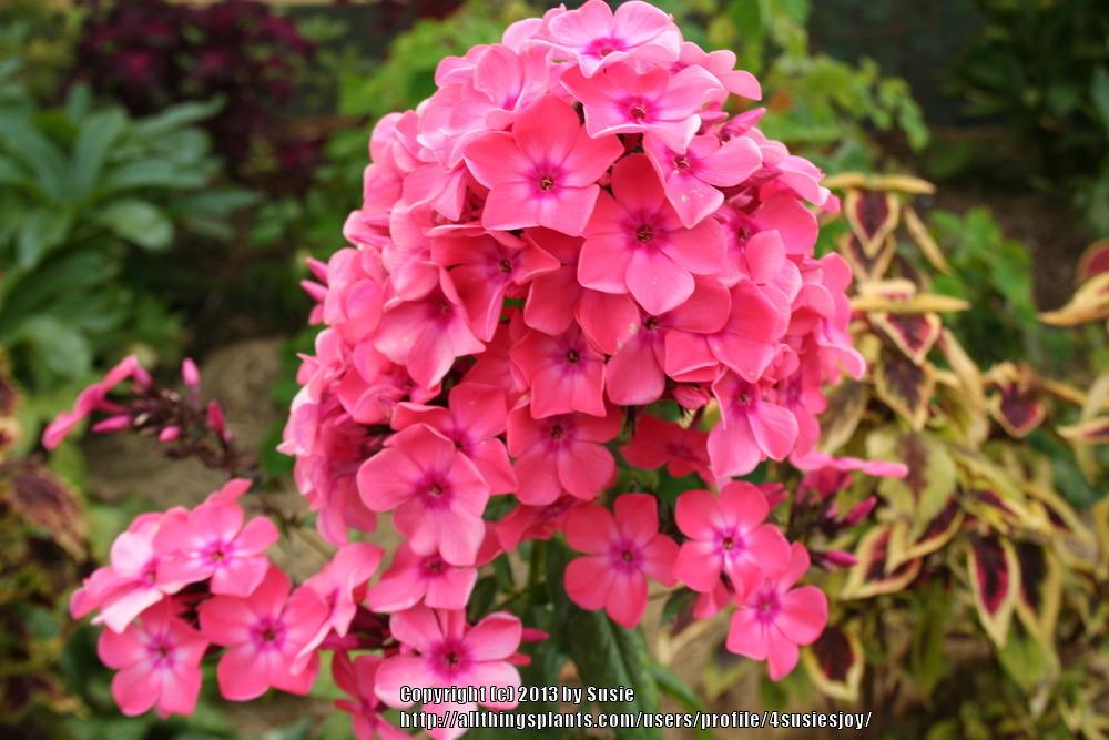 Photo of Variegated Garden Phlox (Phlox paniculata 'Becky Towe') uploaded by 4susiesjoy