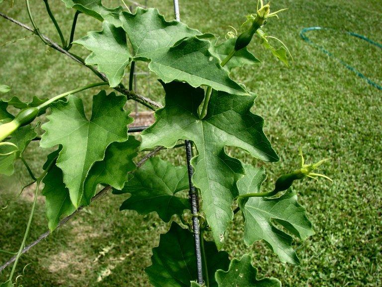 Photo of Chinese Cucumber (Trichosanthes kirilowii) uploaded by Xeramtheum