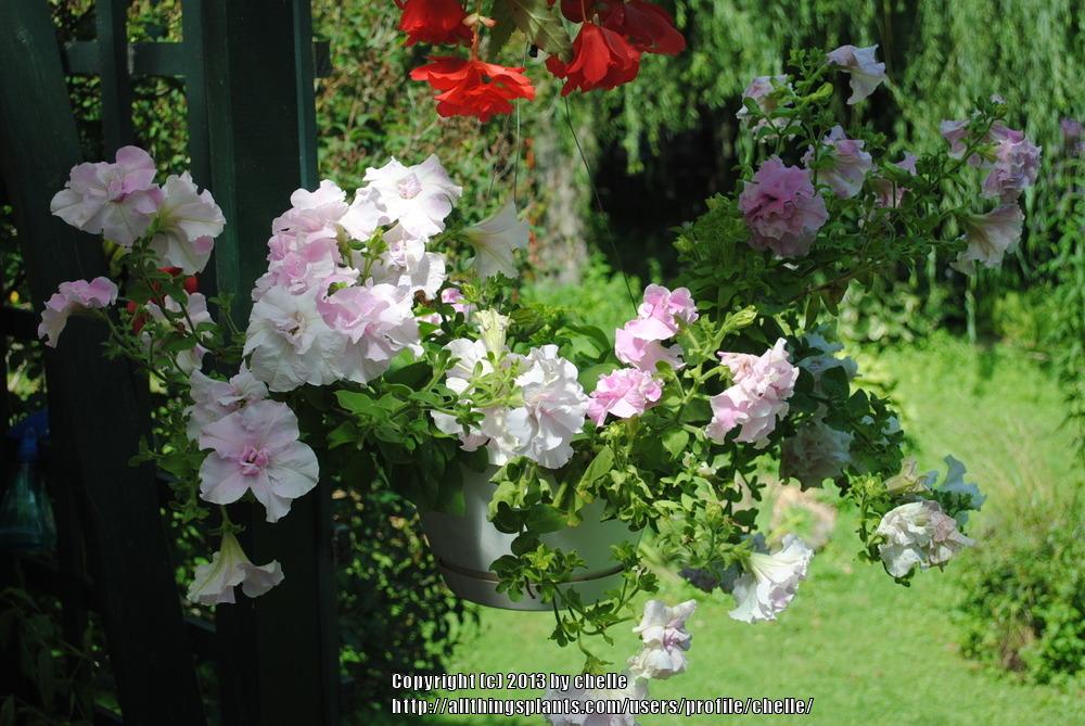 Photo of Double Grandiflora Petunia (Petunia 'Double Cascade Orchid Mist') uploaded by chelle