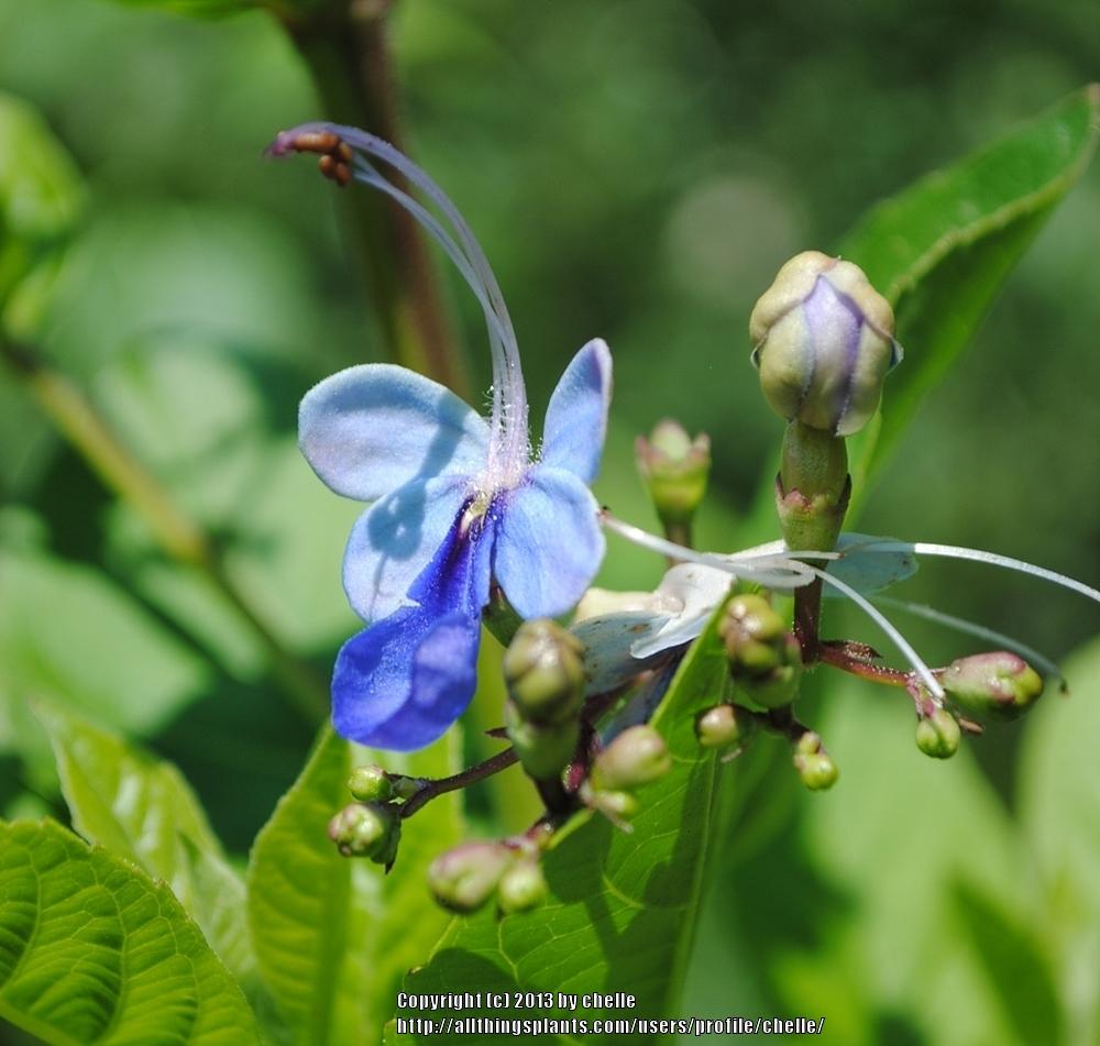 Photo of Blue Glorybower (Rotheca myricoides subsp. myricoides) uploaded by chelle