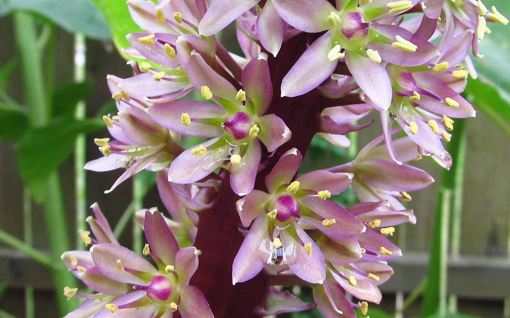 Photo of Pineapple Lily (Eucomis) uploaded by jmorth
