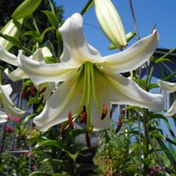 Location: Willamette VAlley Oregon
Date: July 2013
An unknown aurelian lily (aka NOID aurelian #1)