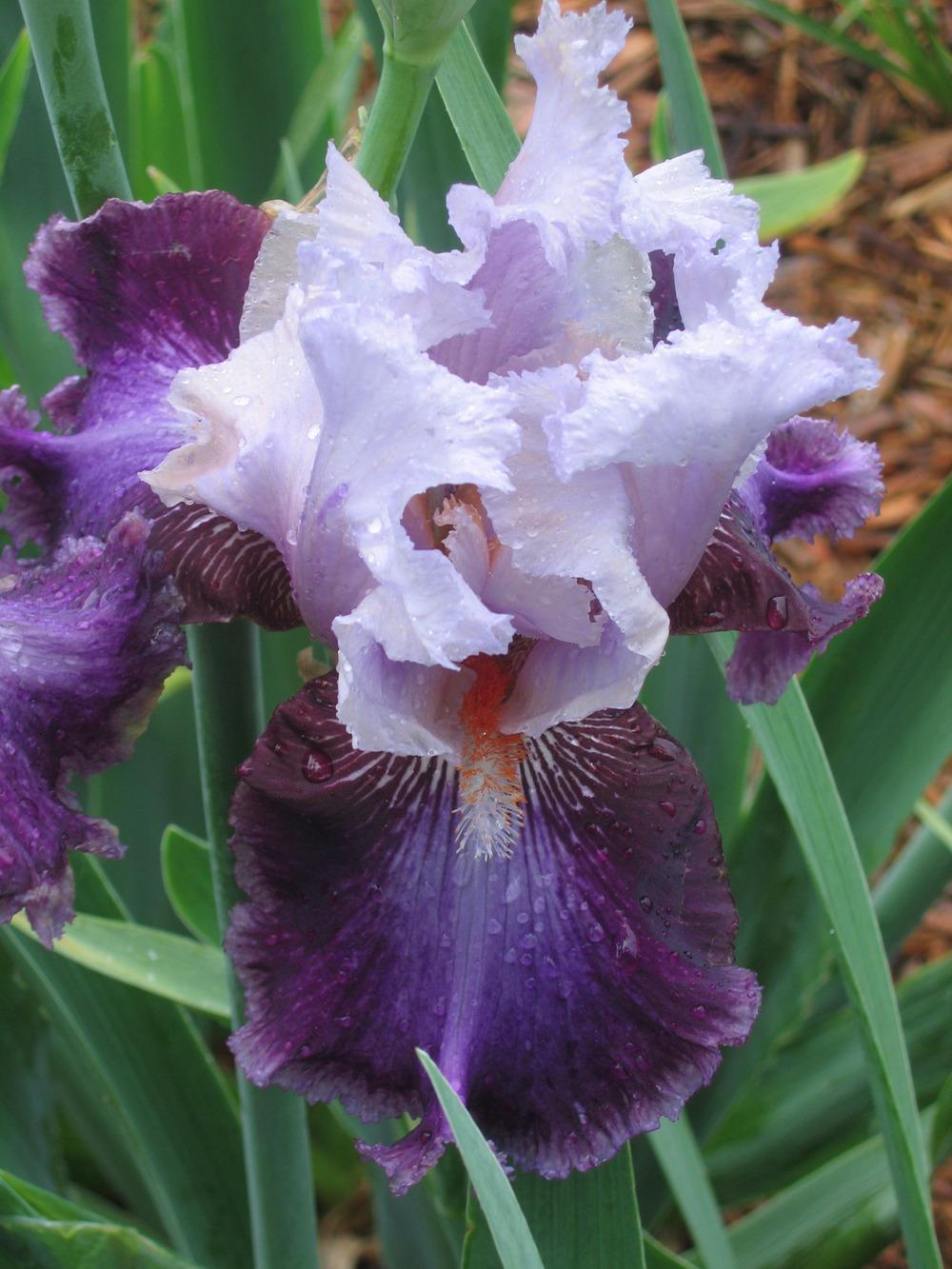 Photo of Tall Bearded Iris (Iris 'Calypso Beat') uploaded by tveguy3