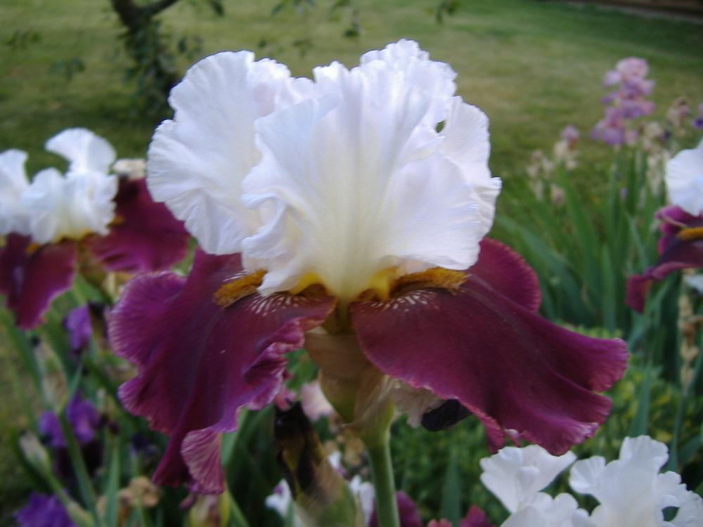 Photo of Tall Bearded Iris (Iris 'Dreaming of Rio') uploaded by tveguy3