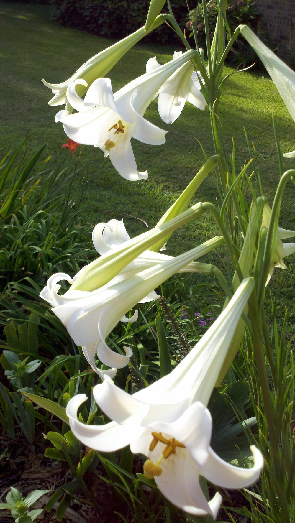 Photo of Lilies (Lilium) uploaded by sarahbugw