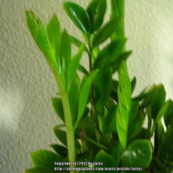 Location: At home - San Joaquin County, CA
Date: 2013-06-11
ZZ plant new leaves forming and unfurling