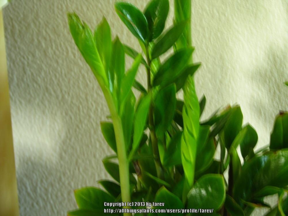 Photo of ZZ Plant (Zamioculcas zamiifolia) uploaded by tarev