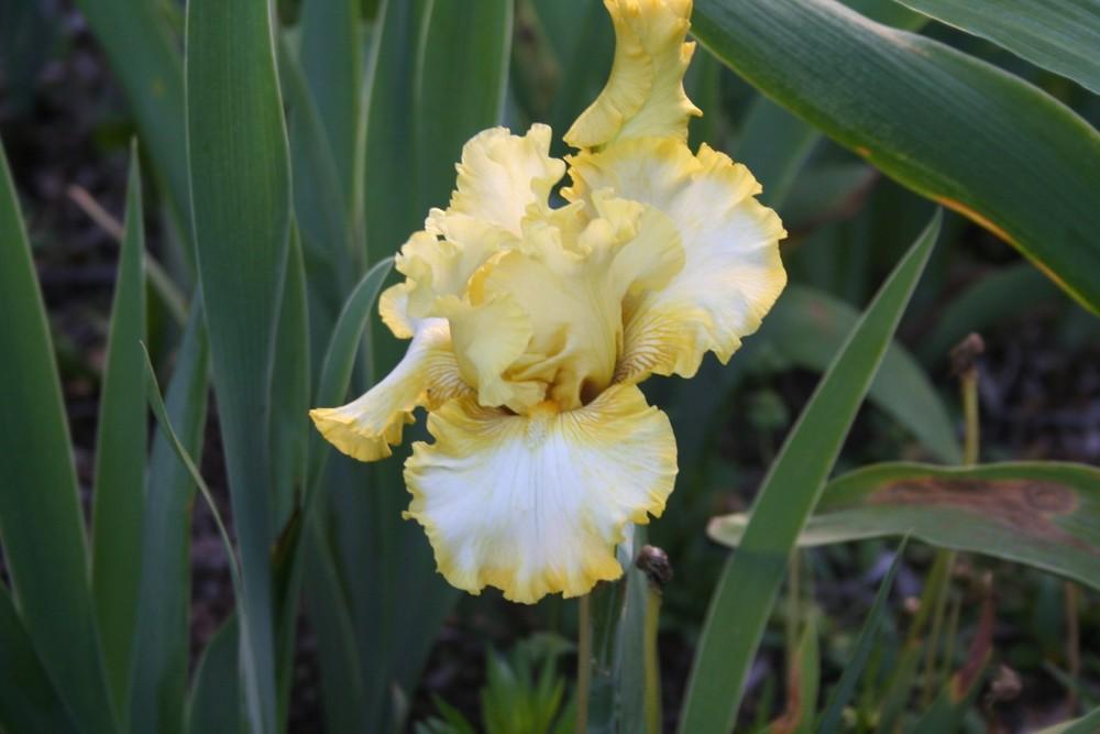 Photo of Tall Bearded Iris (Iris 'Silk and Honey') uploaded by KentPfeiffer