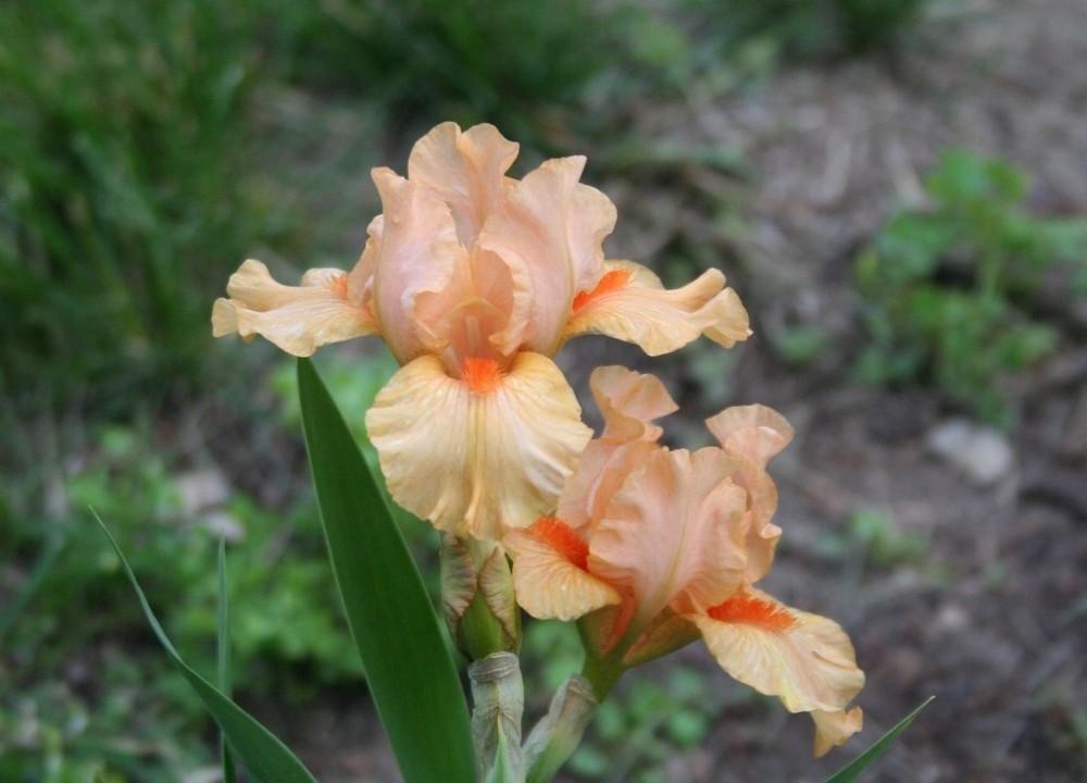 Photo of Intermediate Bearded Iris (Iris 'Shorty') uploaded by KentPfeiffer
