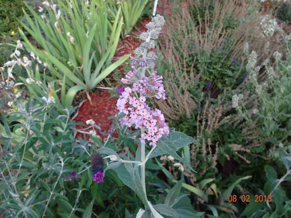 Photo of Butterfly Bush (Buddleja Flutterby Grande™ Peach Cobbler) uploaded by Skiekitty