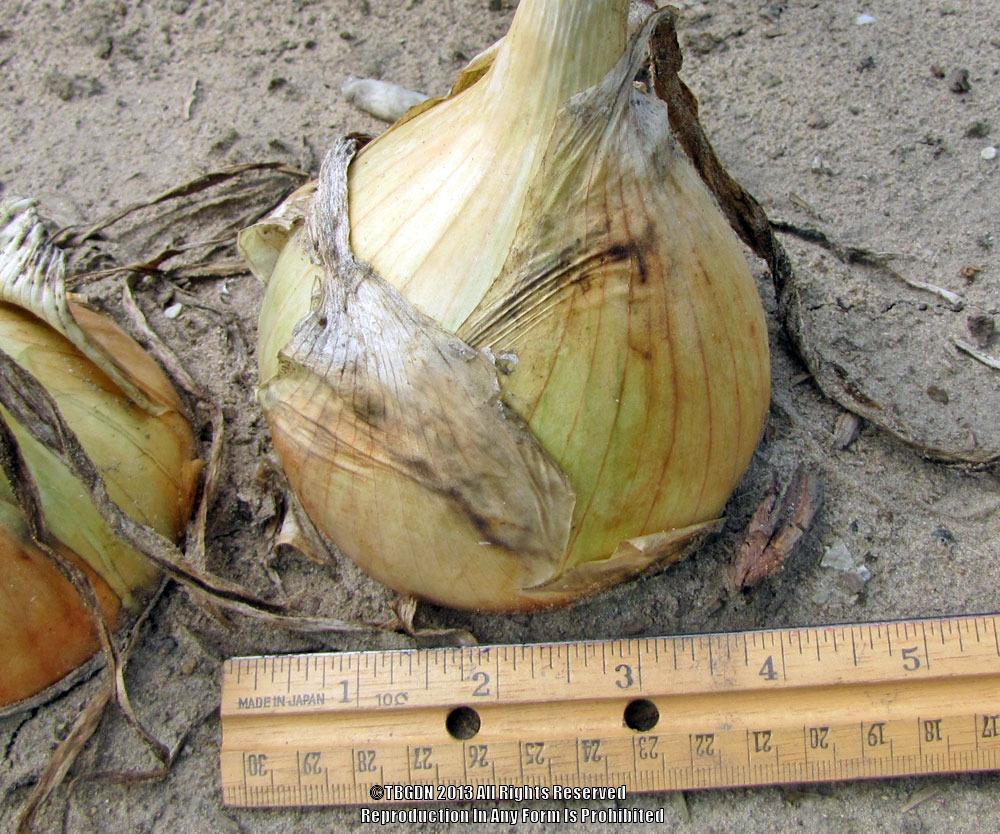 Photo of Onion (Allium cepa 'Walla Walla Sweet') uploaded by TBGDN