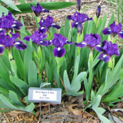 Location: Mixed Perennial Border
Date: May 18, 2013
An Outstanding Iris! Velvety Color.