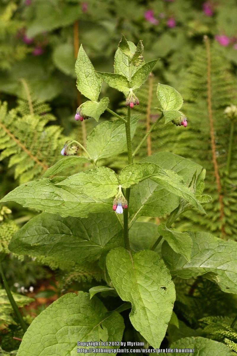 Photo of Caucasian Comfrey (Symphytum caucasicum) uploaded by bonitin