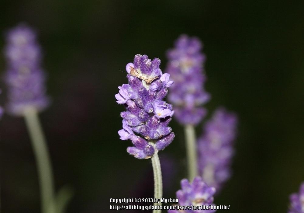 Photo of English Lavender (Lavandula angustifolia 'Hidcote') uploaded by bonitin