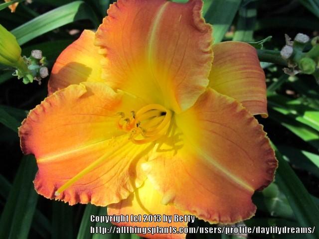 Photo of Daylily (Hemerocallis 'At Sunset') uploaded by daylilydreams