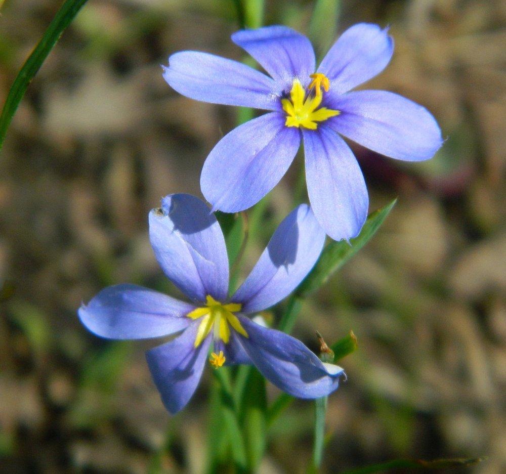 Photo of Narrowleaf Blue-Eyed Grass (Sisyrinchium angustifolium) uploaded by wildflowers